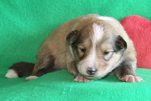 Darian vom Affinger Bach, 2 Wochen alt 