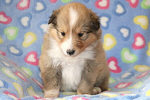 Darian vom Affinger Bach, 4 Wochen alt 