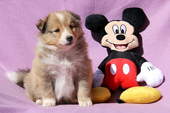 Darian vom Affinger Bach, 5 Wochen alt 