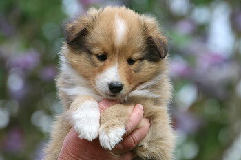 Darian vom Affinger Bach, 6 Wochen alt 