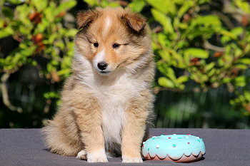 Darian vom Affinger Bach, 7 Wochen alt 