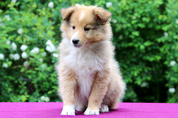 Darian vom Affinger Bach, 8 Wochen alt 