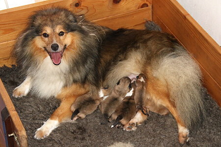 Toffie und ihre 4 Tage alten Babys 