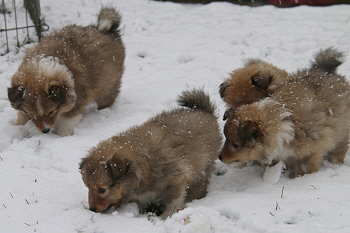 E3-Wurf vom Affinger Bach, 6 Wochen alt 