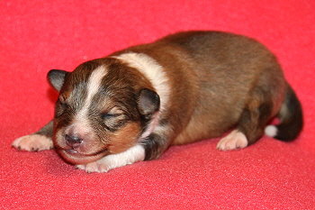 Elaria vom Affinger Bach, 1 Woche alt 