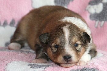 Elaria vom Affinger Bach, 2 Wochen alt