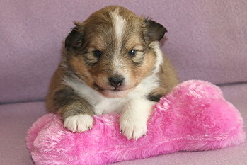 Elaria vom Affinger Bach, 3 Wochen alt 