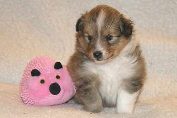 Elaria vom Affinger Bach, 4 Wochen alt 