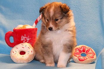 Elaria vom Affinger Bach, 5 Wochen alt 