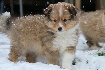 Elaria vom Affinger Bach, 6 Wochen alt 