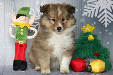 Elaria vom Affinger Bach, 7 Wochen alt 