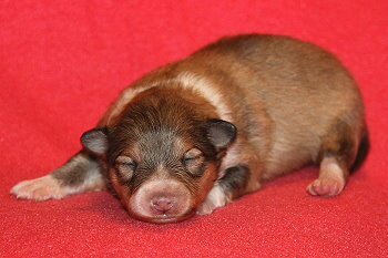 Emira vom Affinger Bach, 1 Woche alt