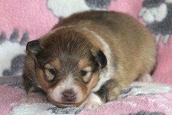 Emira vom Affinger Bach, 2 Wochen alt 