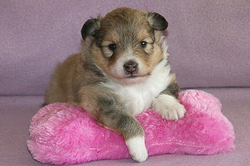 Emira vom Affinger Bach, 3 Wochen alt 