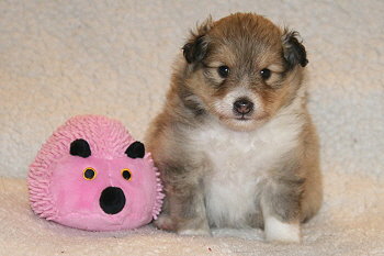 Emira vom Affinger Bach, 4 Wochen alt 