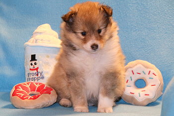 Emira vom Affinger Bach, 5 Wochen alt 