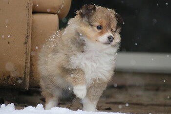 Emira vom Affinger Bach, 6 Wochen alt 