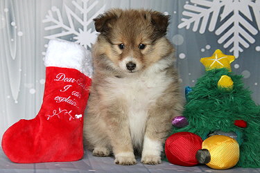 Emira vom Affinger Bach, 7 Wochen alt 