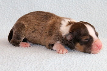 Friedwart Freundlich vom Affinger Bach, 1 Tag alt