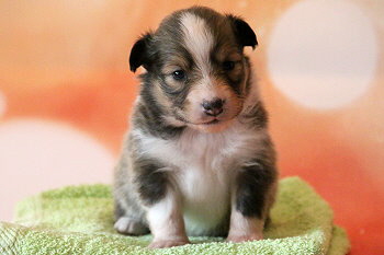 Friedwart Freundlich vom Affinger Bach, 3 Wochen alt