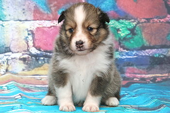 Friedwart Freundlich vom Affinger Bach, 4 Wochen alt