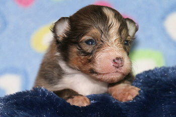 Fridolin Fr�hlich vom Affinger Bach, 2 Wochen alt