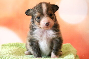 Fridolin Fr�hlich vom Affinger Bach, 3 Wochen alt