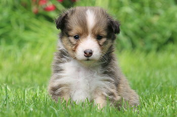 Fridolin Fr�hlich vom Affinger Bach, 5 Wochen alt