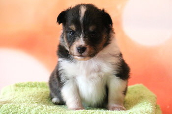 Ferdinand Farbklecks vom Affinger Bach, 3 Wochen alt