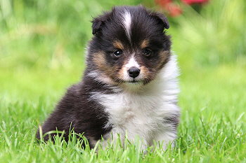 Ferdinand Farbklecks vom Affinger Bach, 5 Wochen alt