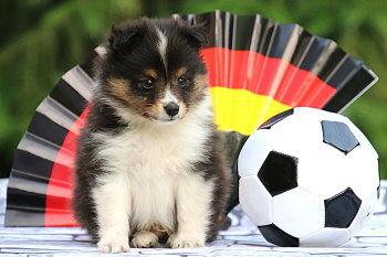 Ferdinand Farbklecks vom Affinger Bach, 6 Wochen alt