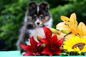 Ferdinand Farbklecks vom Affinger Bach, 8 Wochen alt