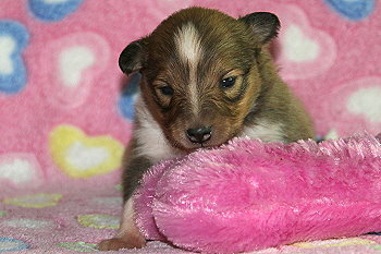 Filippa Fabelhaft vom Affinger Bach, 2 Wochen alt