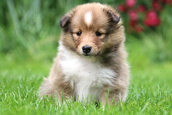 Filippa Fabelhaft vom Affinger Bach, 5 Wochen alt