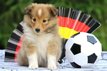 Filippa Fabelhaft vom Affinger Bach, 6 Wochen alt