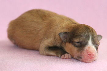 Famke Fantastisch vom Affinger Bach, 1 Tag alt