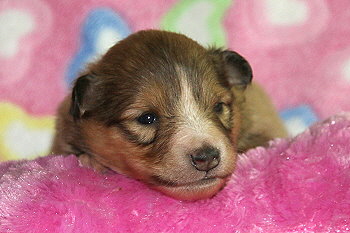 Famke Fantastisch vom Affinger Bach, 2 Wochen alt