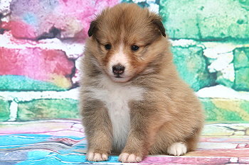 Famke Fantastisch vom Affinger Bach, 4 Wochen alt