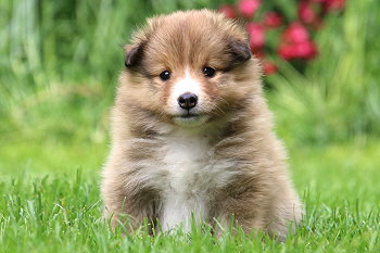 Famke Fantastisch vom Affinger Bach, 5 Wochen alt