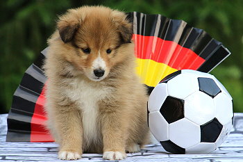 Famke Fantastisch vom Affinger Bach, 6 Wochen alt