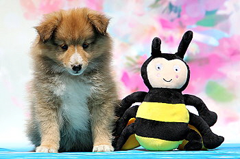 Famke Fantastisch vom Affinger Bach, 7 Wochen alt