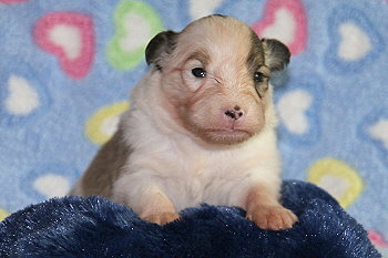 Franjo Farbenfroh vom Affinger Bach, 2 Wochen alt