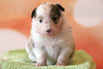 Franjo Farbenfroh vom Affinger Bach, 3 Wochen alt