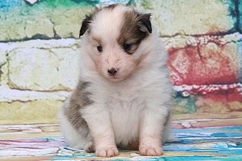 Franjo Farbenfroh vom Affinger Bach, 4 Wochen alt