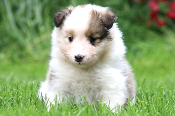 Franjo Farbenfroh vom Affinger Bach, 5 Wochen alt