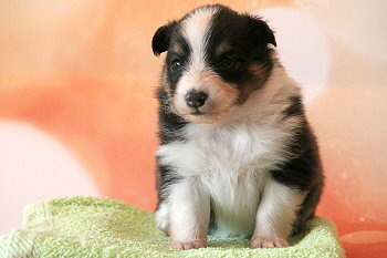 Freddy Frechdachs vom Affinger Bach, 3 Wochen alt