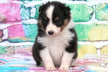 Freddy Frechdachs vom Affinger Bach, 4 Wochen alt