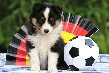 Freddy Frechdachs vom Affinger Bach, 6 Wochen alt