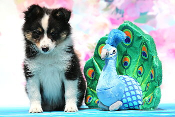 Freddy Frechdachs vom Affinger Bach, 7 Wochen alt