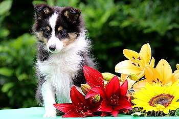 Freddy Frechdachs vom Affinger Bach, 8 Wochen alt